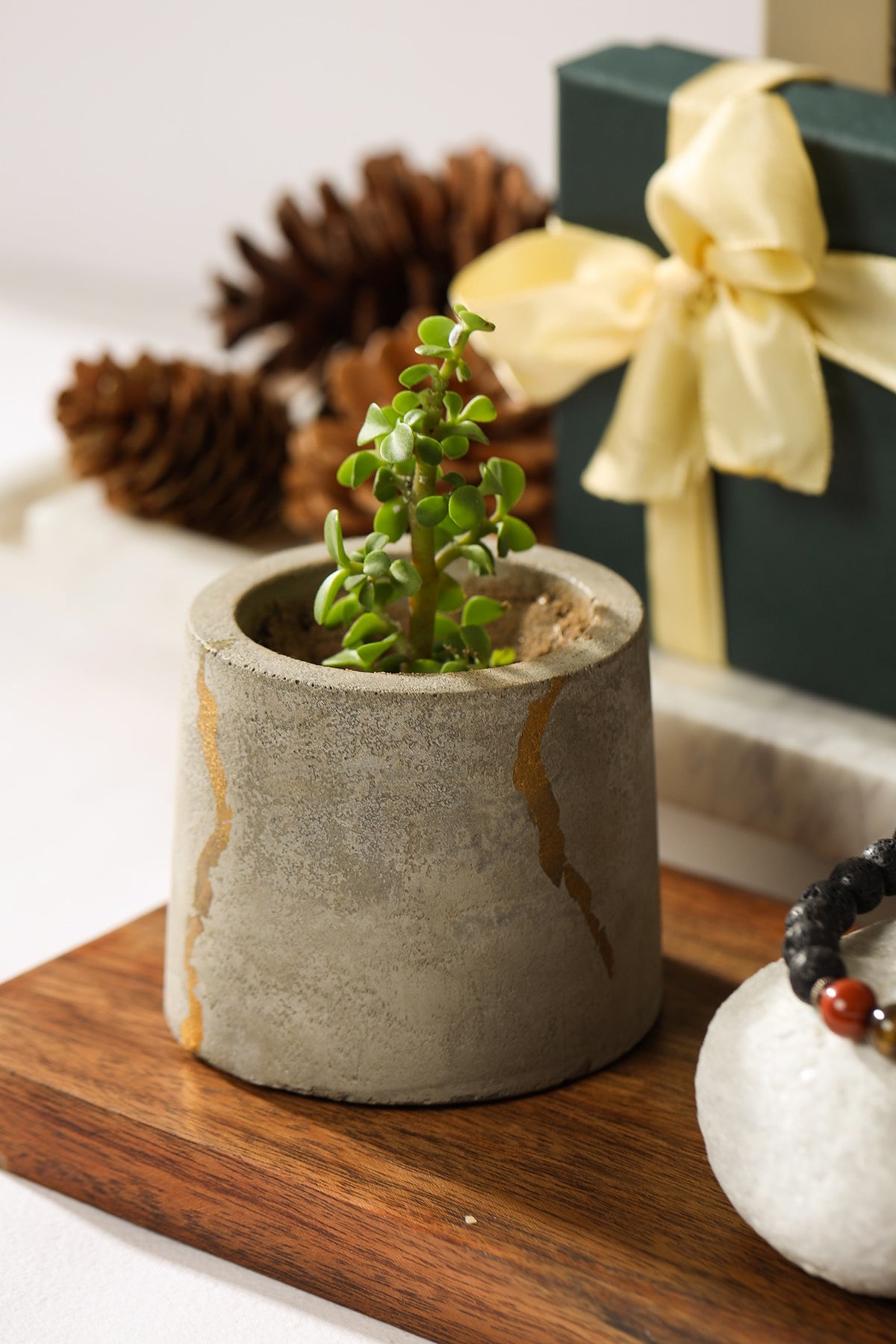 Pot & Bracelet Festive Gift Hamper