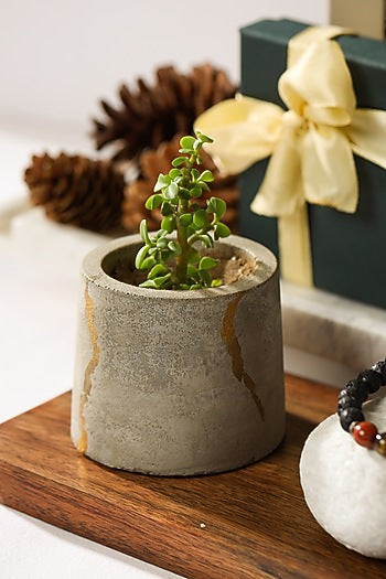 Pot & Bracelet Festive Gift Hamper